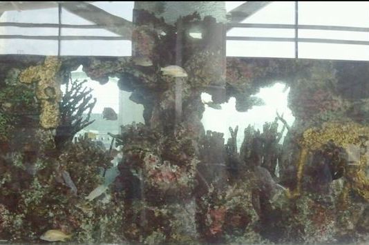 One of the fish tanks, as it appeared the morning of July 11, 2011. 